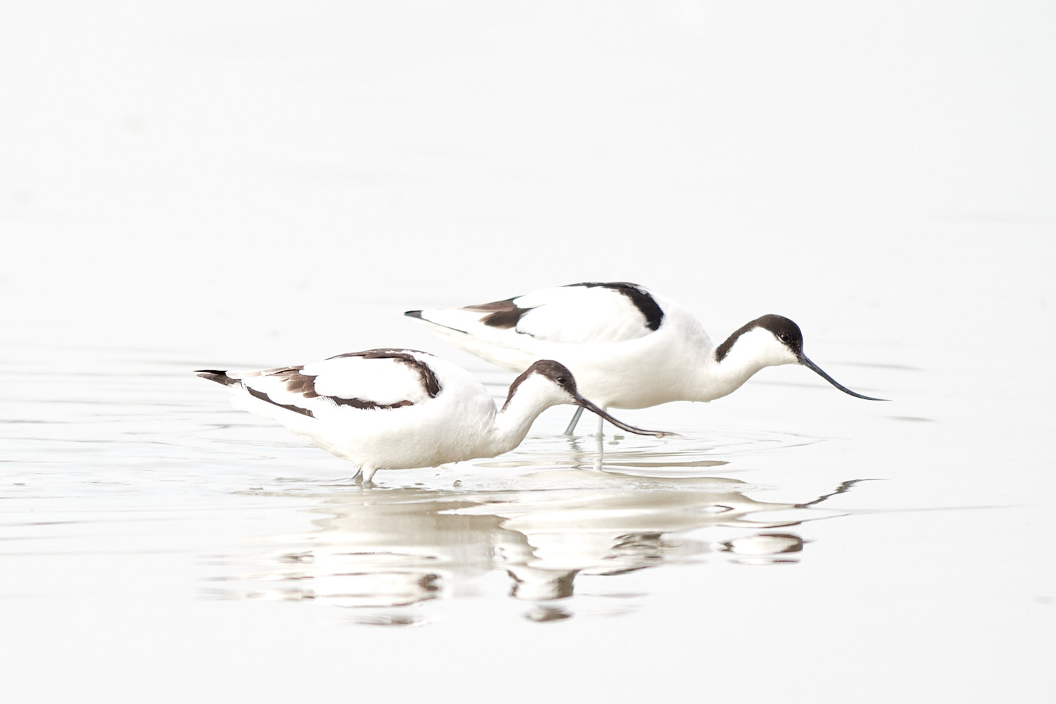 Avocette high key