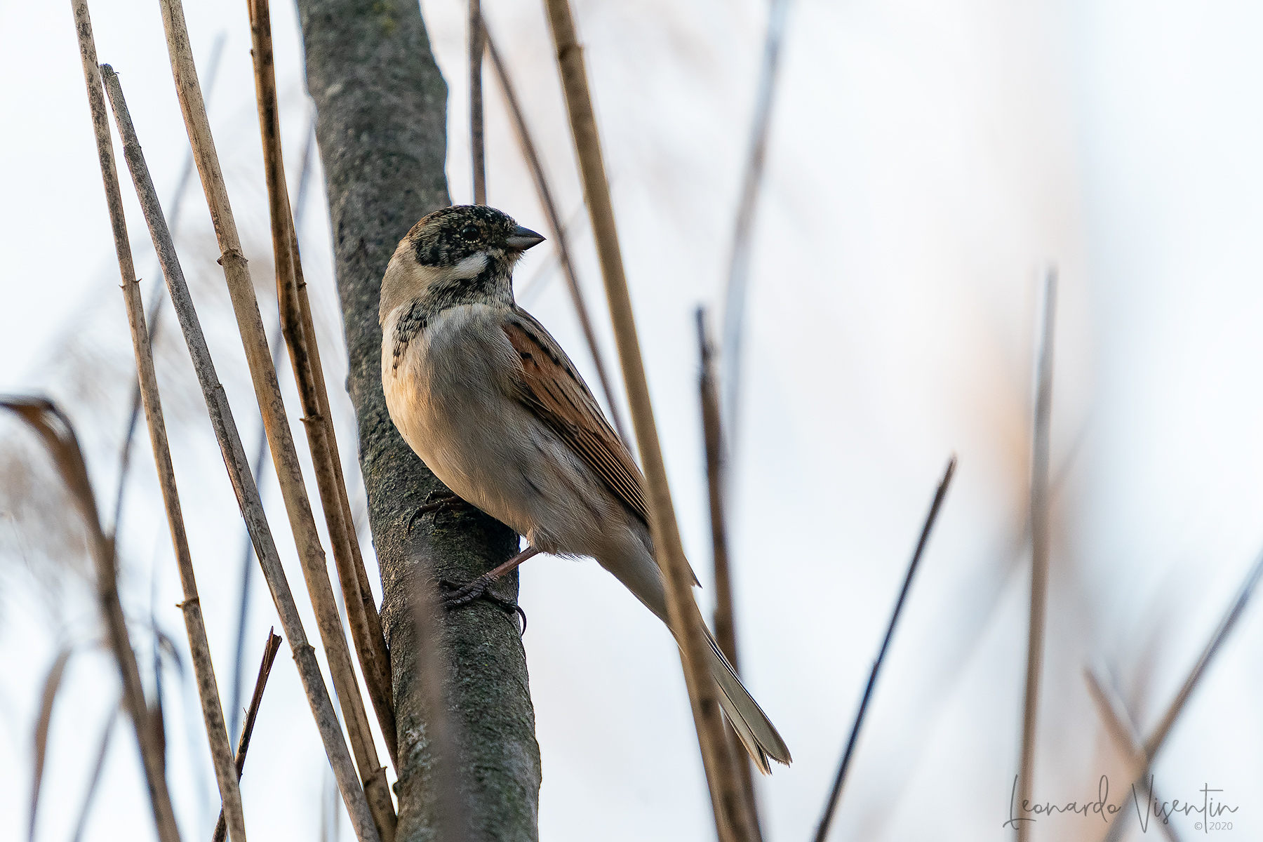 Migliarino di palude maschio