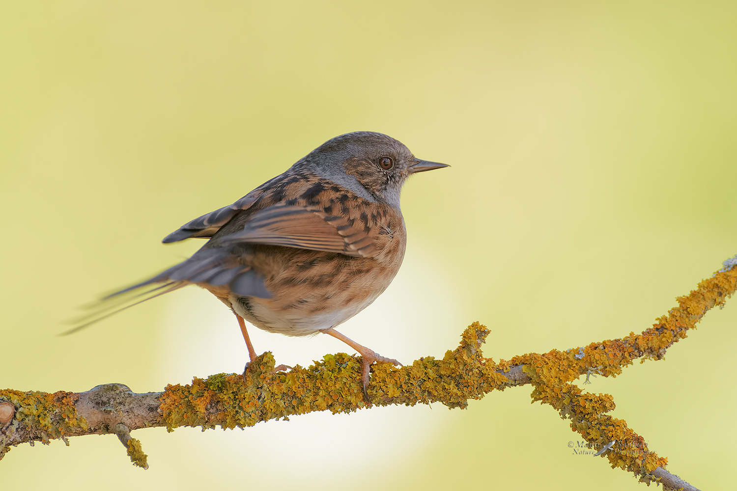 Passera-scopaiola_DSC0139