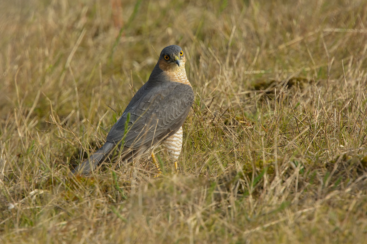 Sparviere (Accipiter nisus)