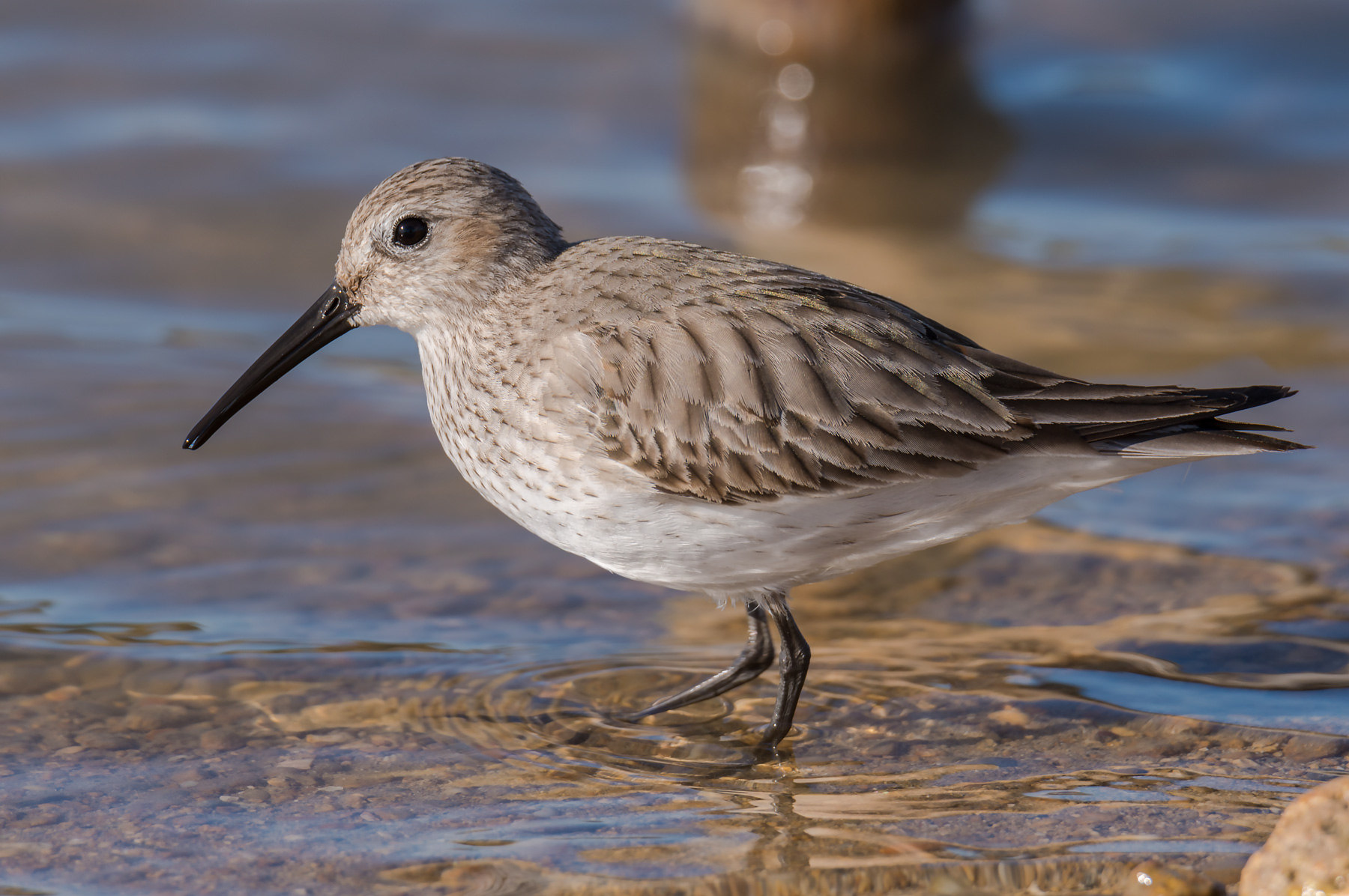 Piovanello pancianera