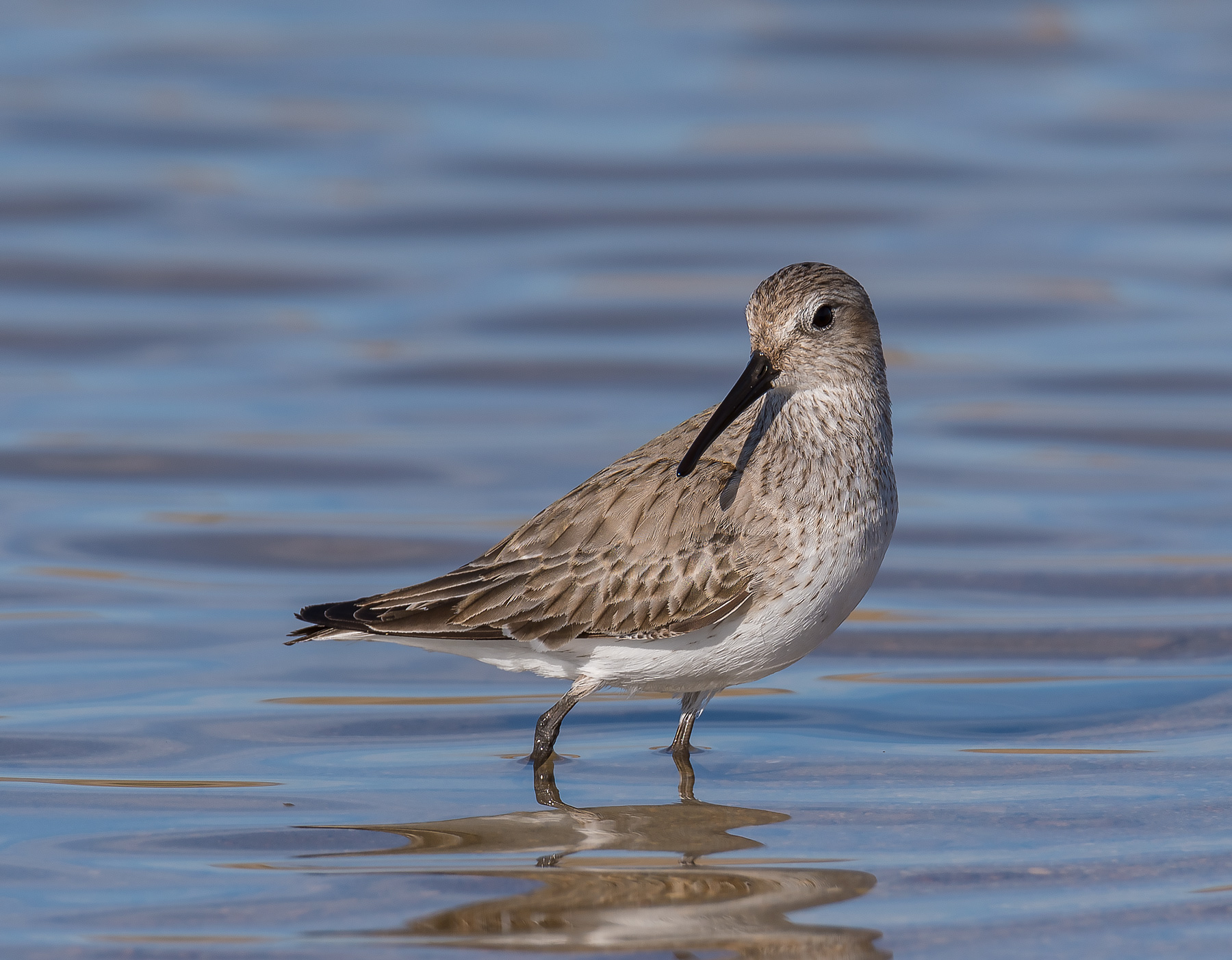 Piovanello pancianera