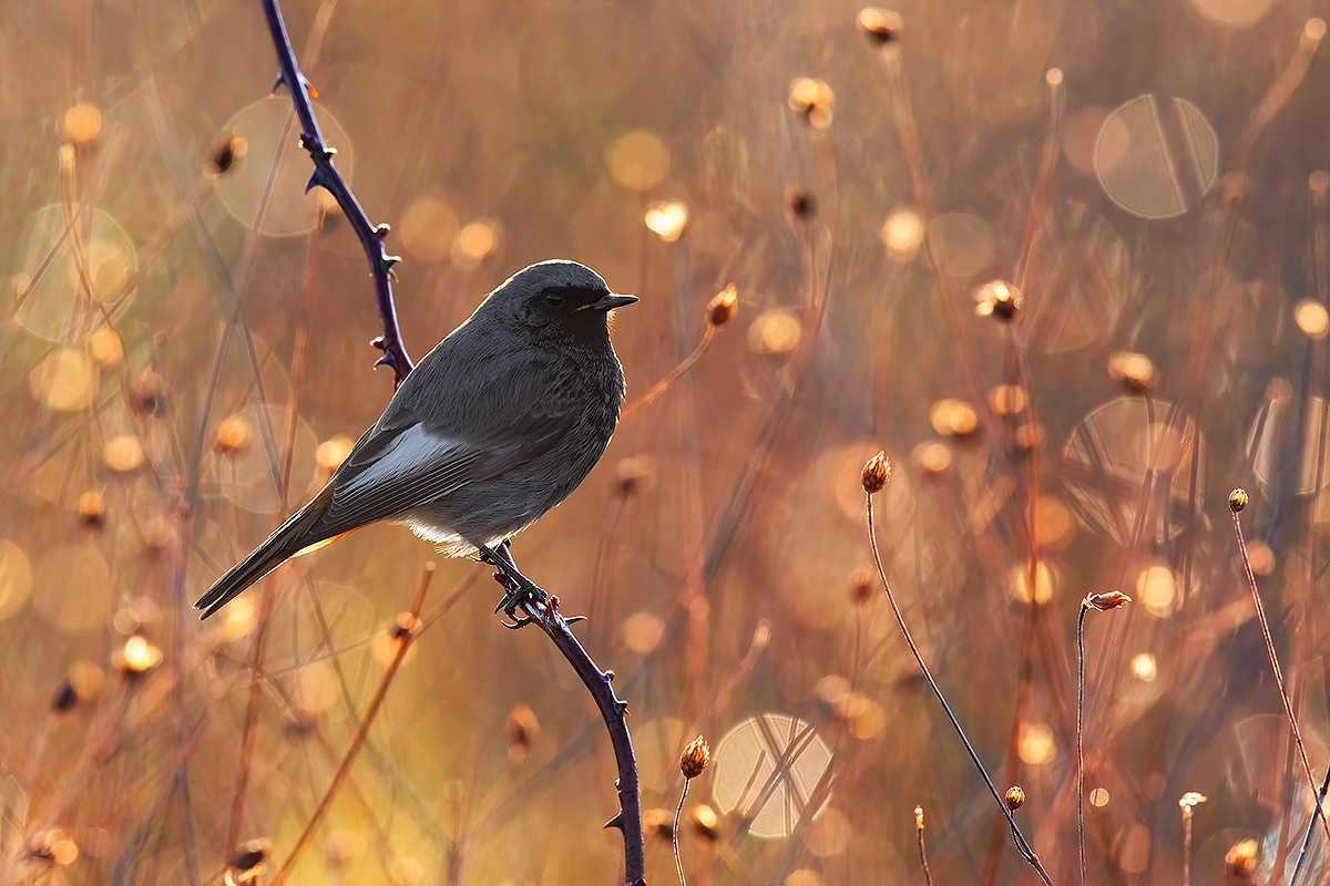 Codirosso Spazzacamino Trioplan