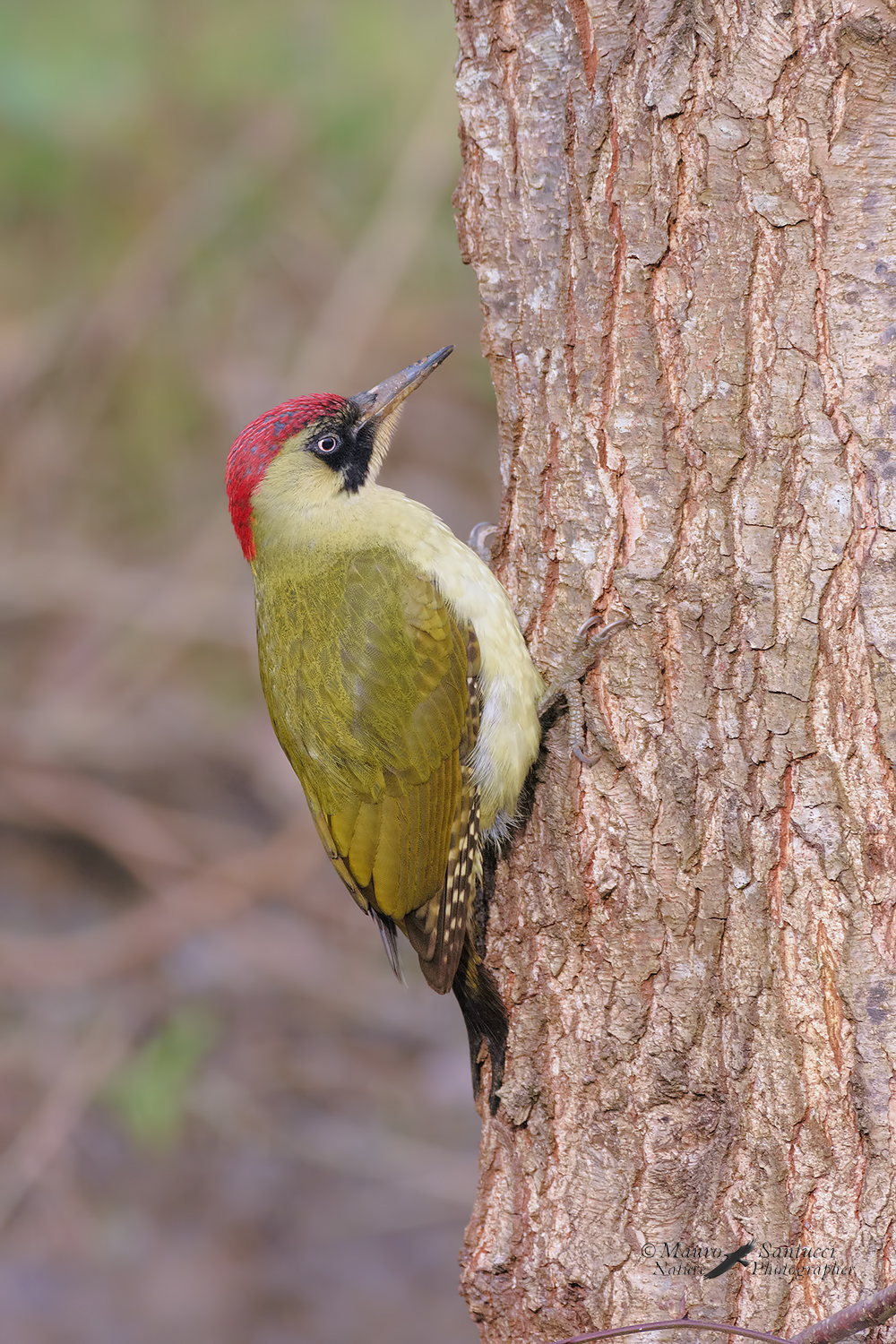 Picchio verde_DSC0524