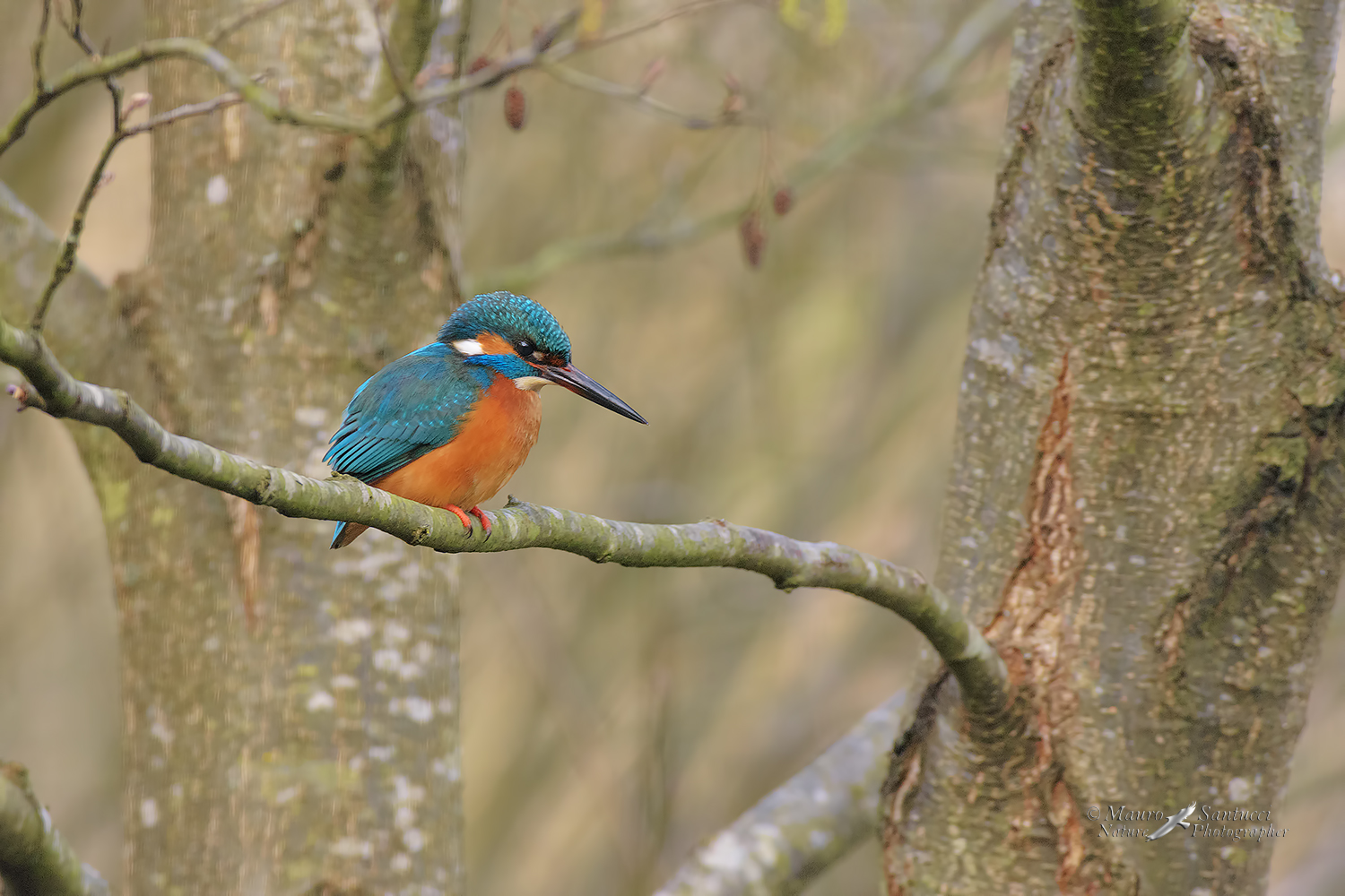 Martin-pescatore-ambientato_DSC0499