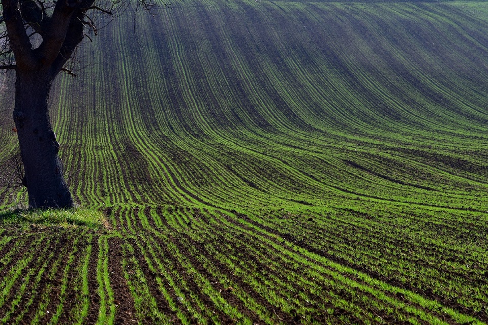 129� Contest: Verde