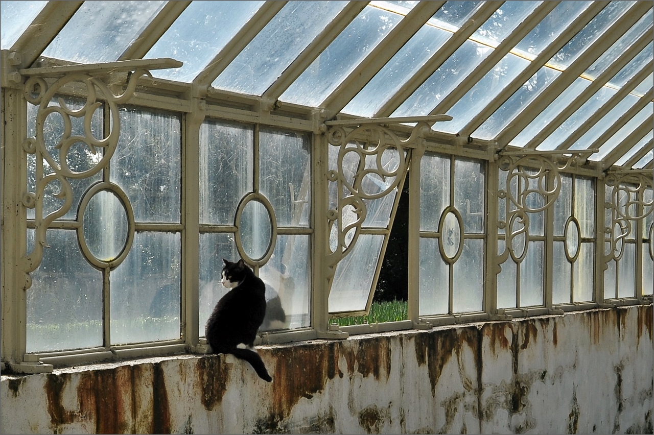 Il gatto nella serra di Massimiliano