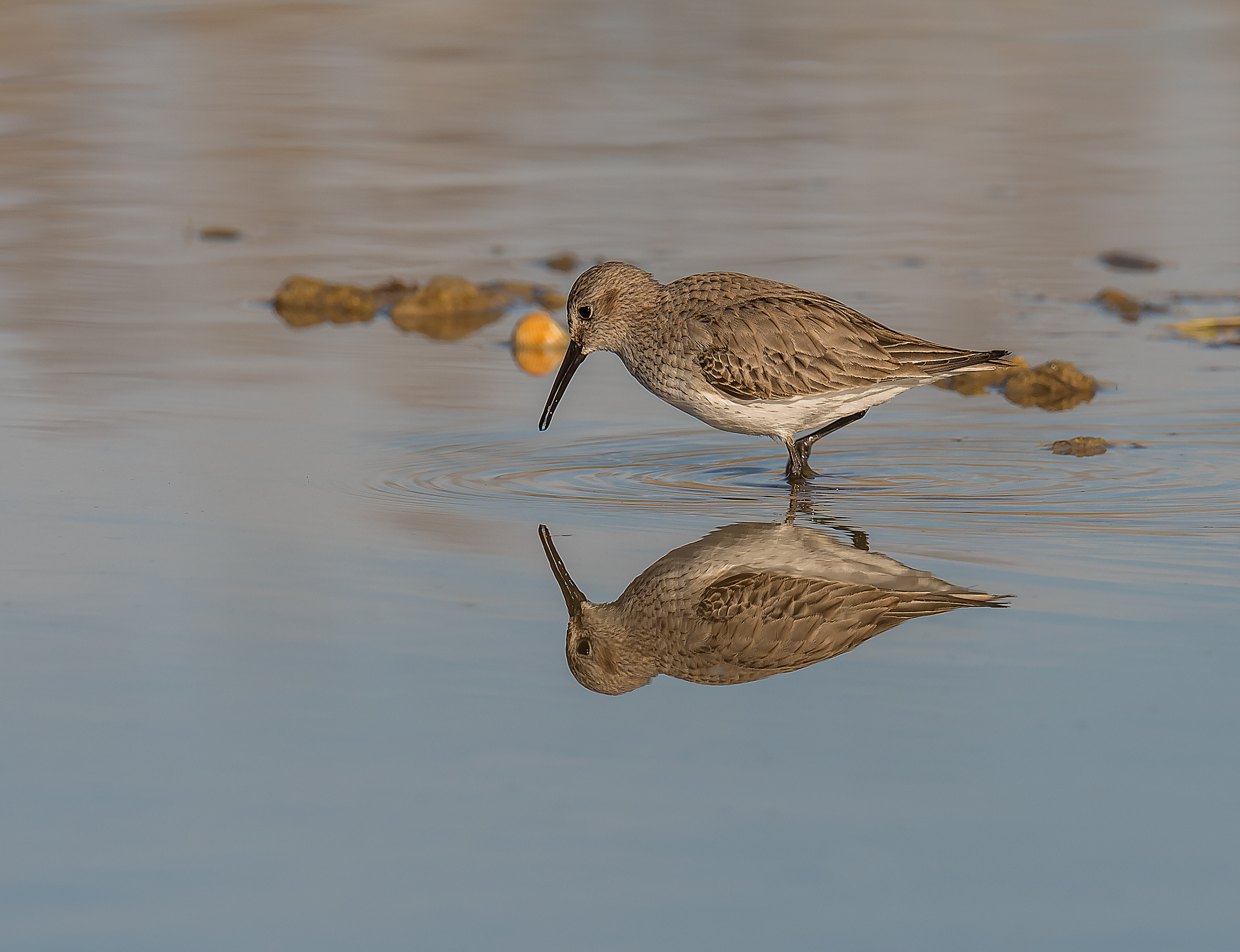 Piovanello pancianera