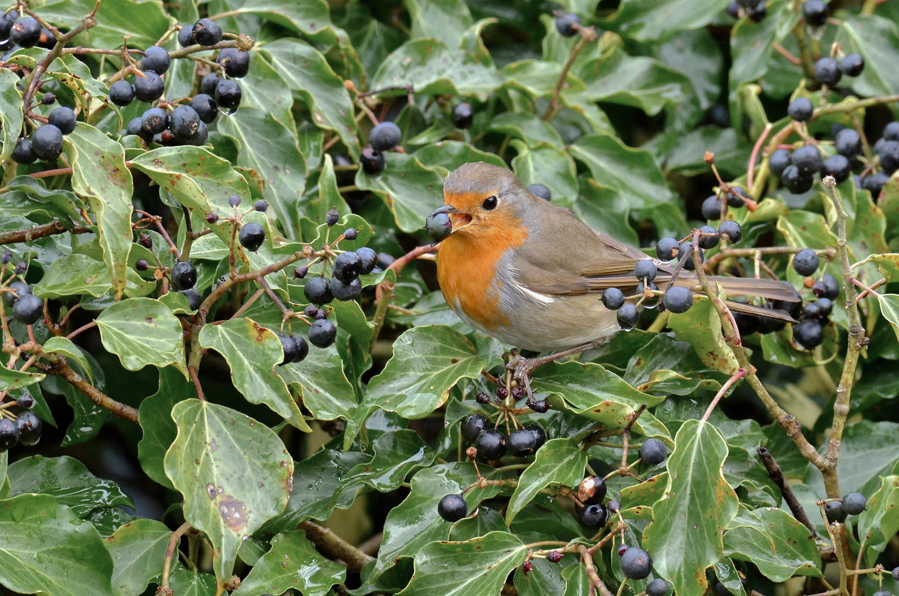 Beato tra le bacche...