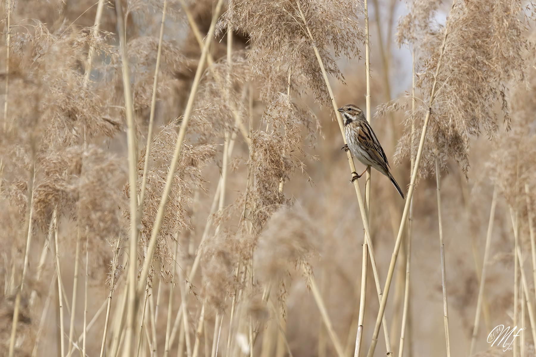 Migliarino di Palude