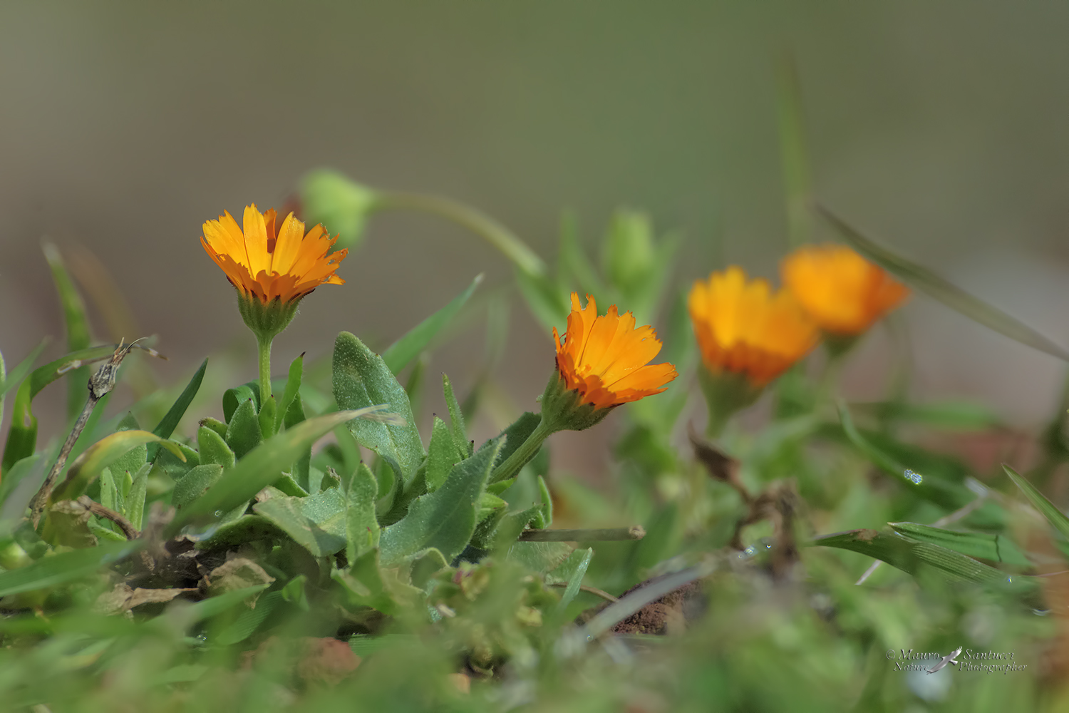 E'-primavera_DSC1688