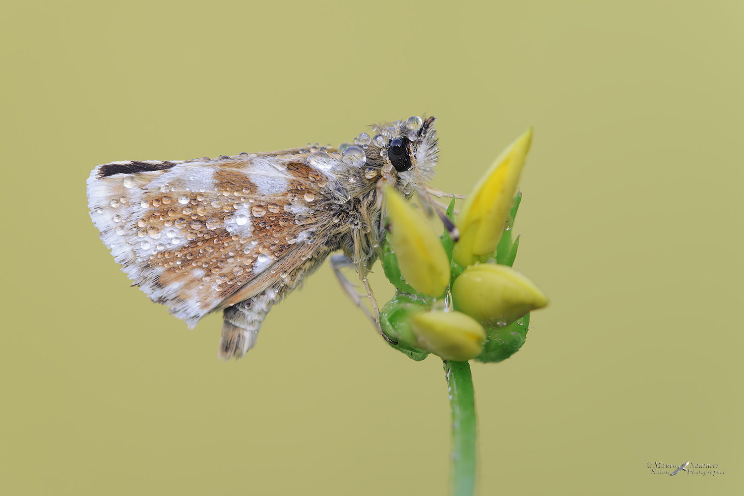 Spialia-sertorius_DSC3570