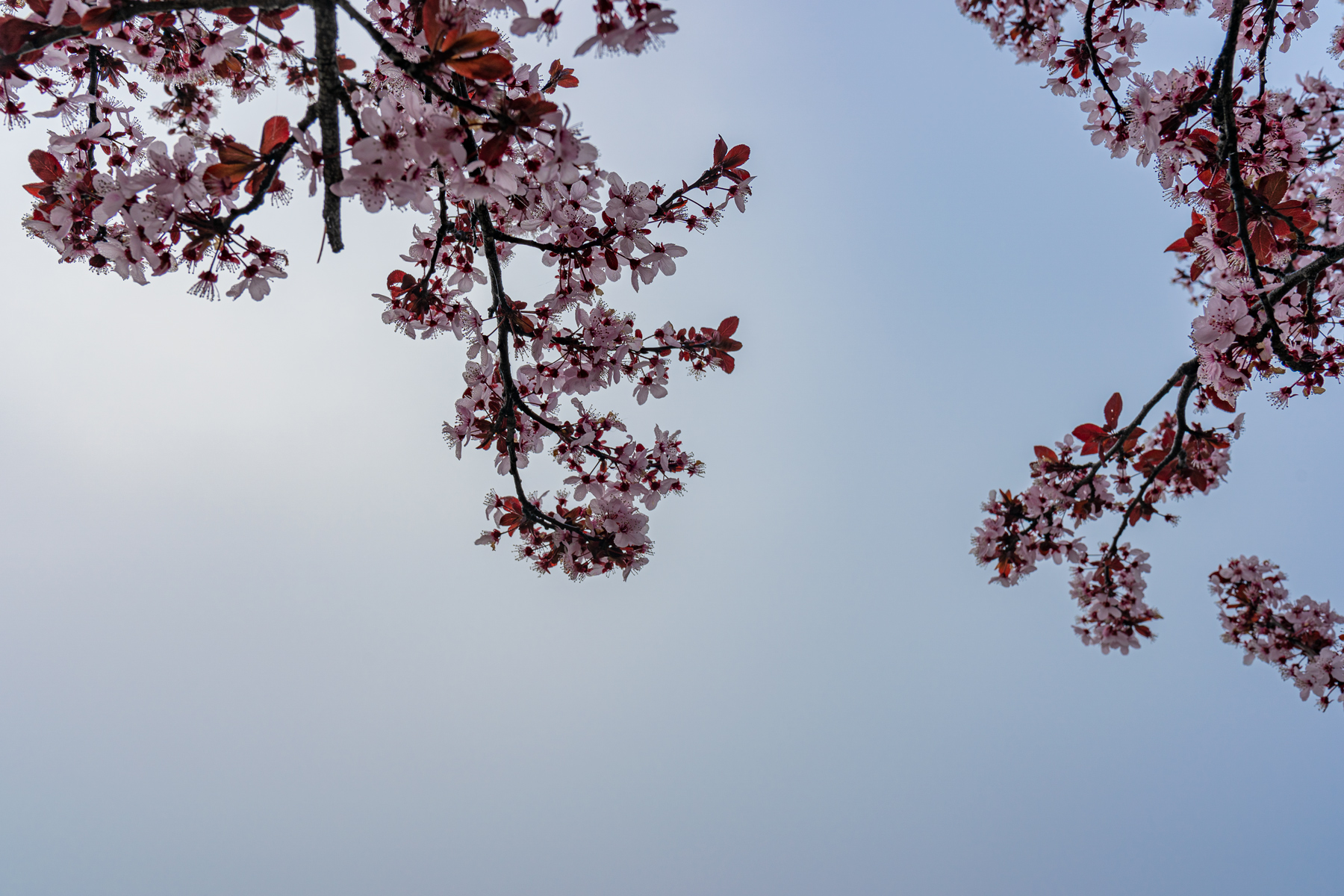 La primavera � uscita