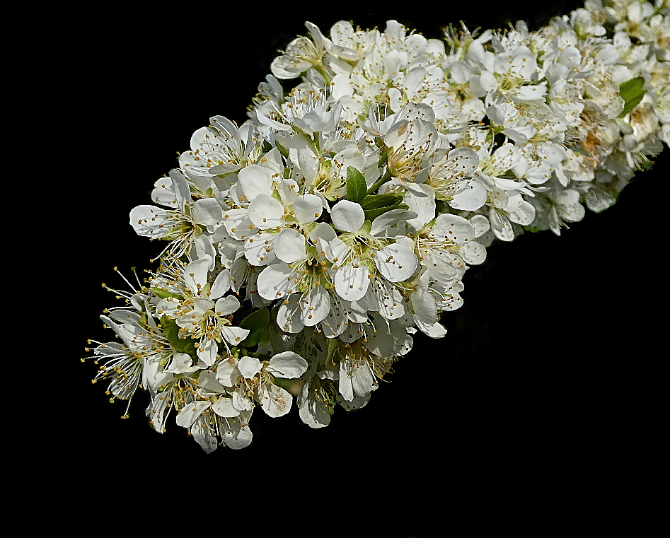 *** Susine a gogo ***