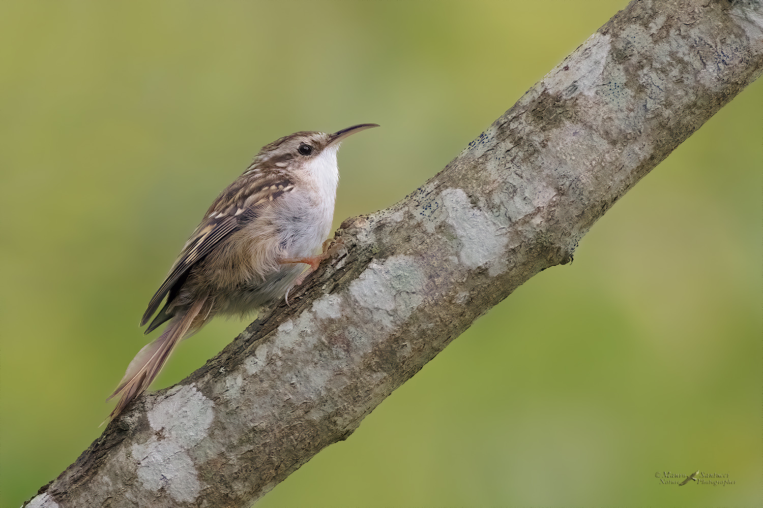 Rampichino comune_DSC8203