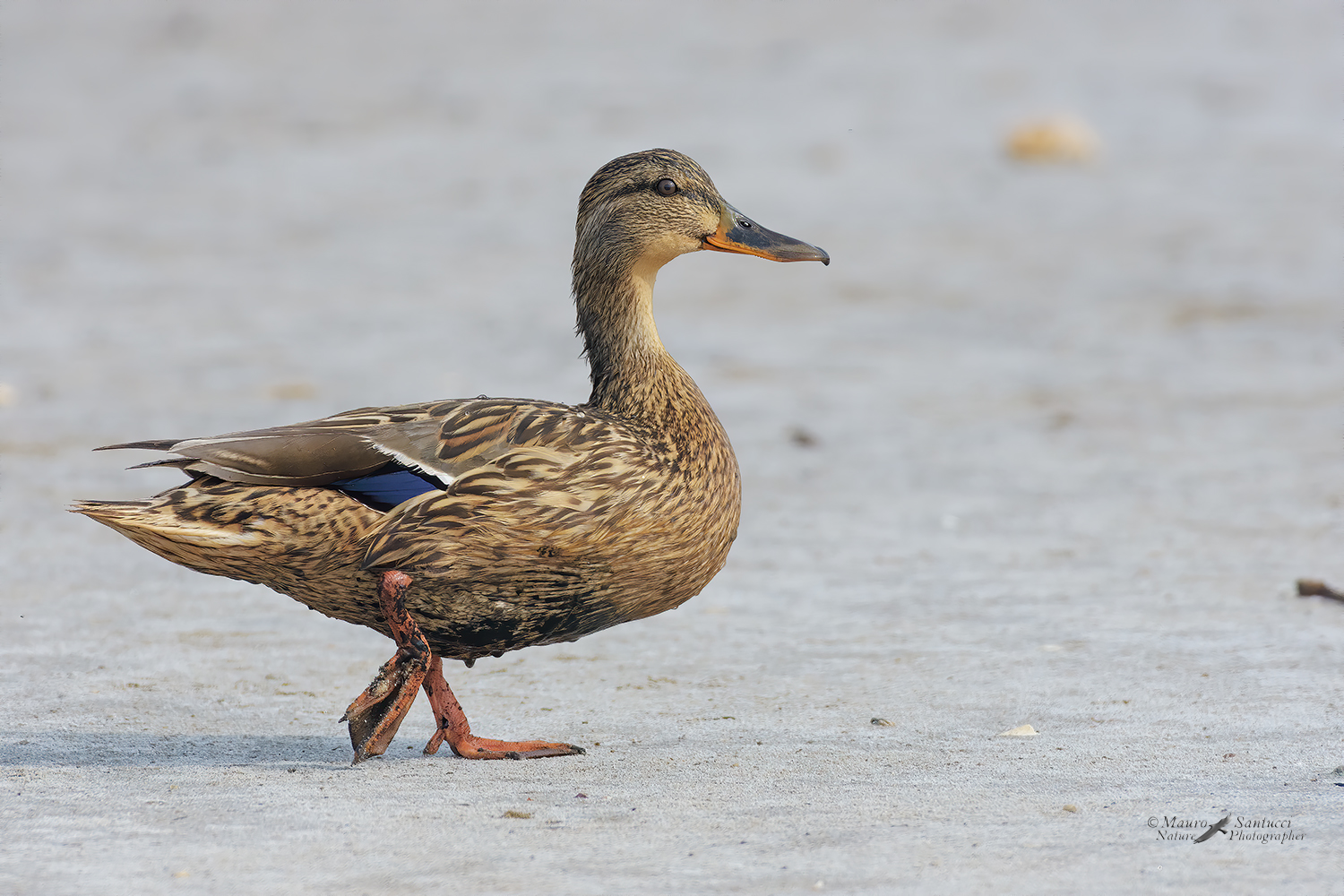 Giovane-in-passerella_DSC8829