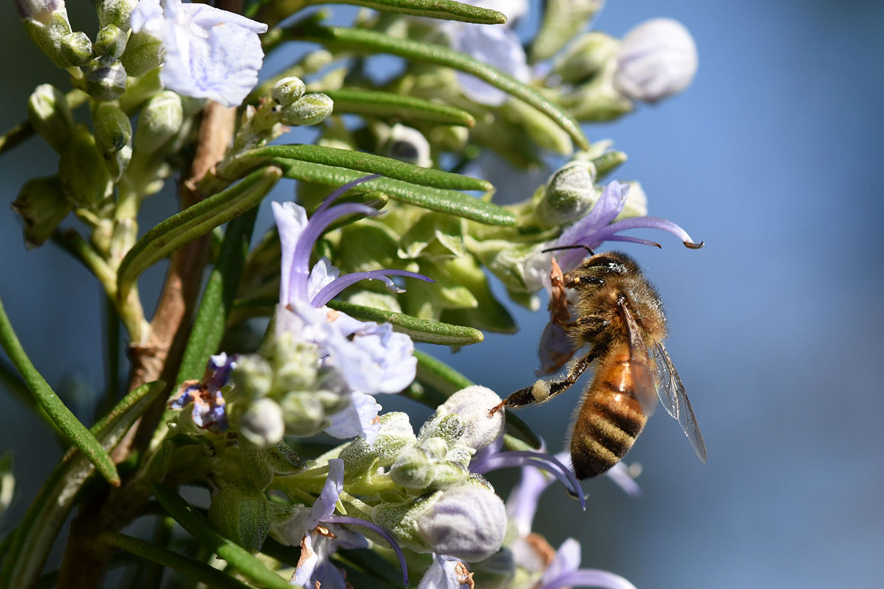 Anticipo di Primavera