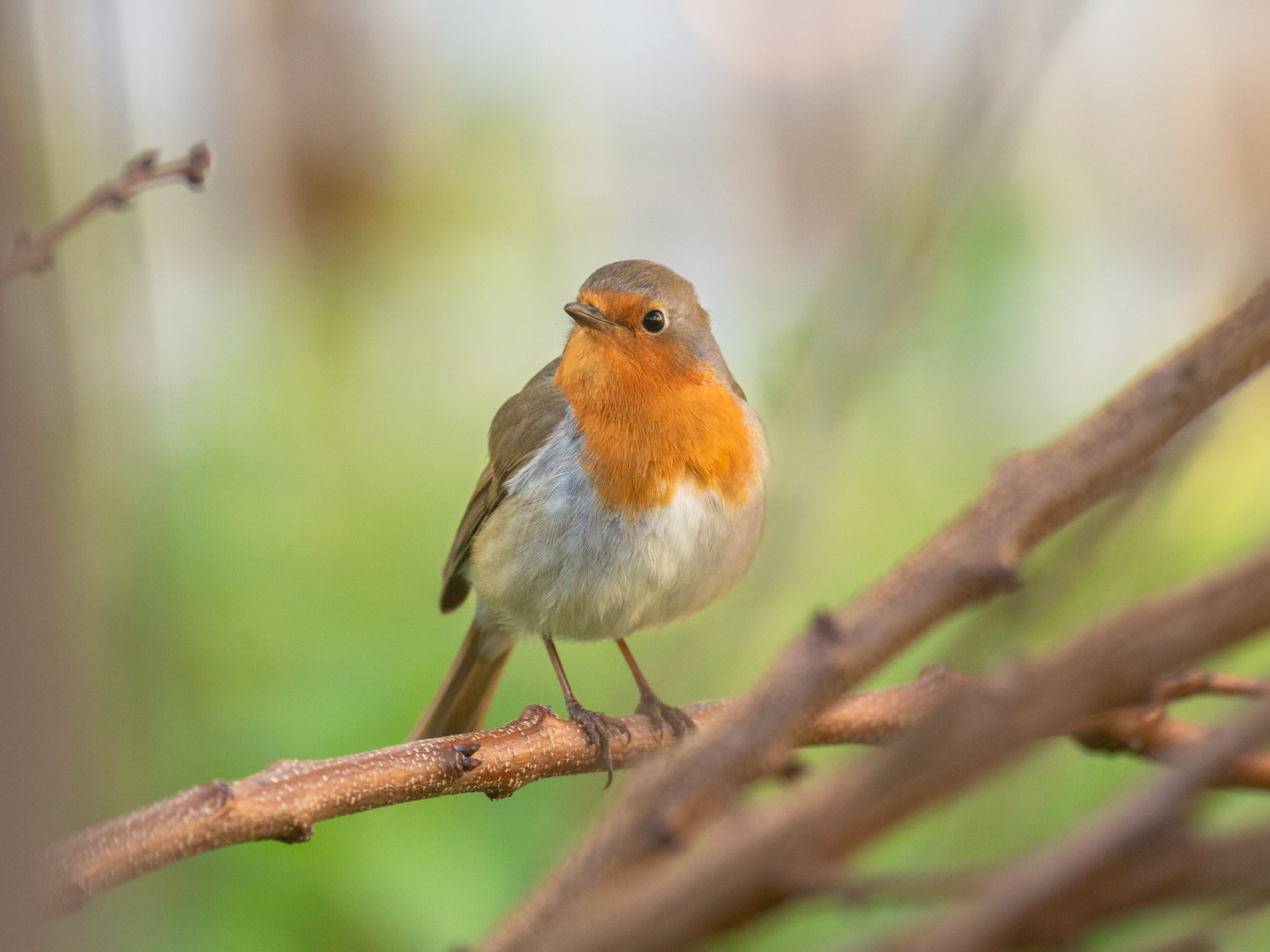 Pettirosso del mio giardino