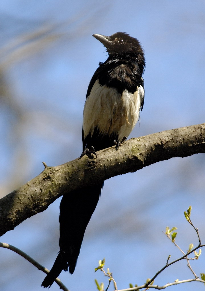 Parco_del_Ticino_0001