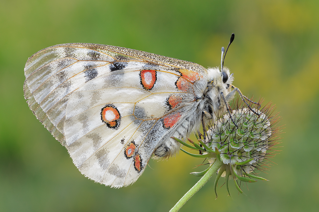 Parnassius apollo