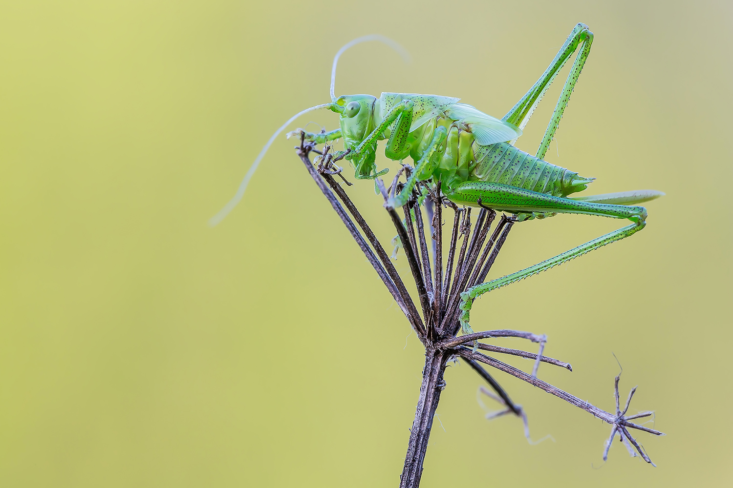 Tettigonia viridissima