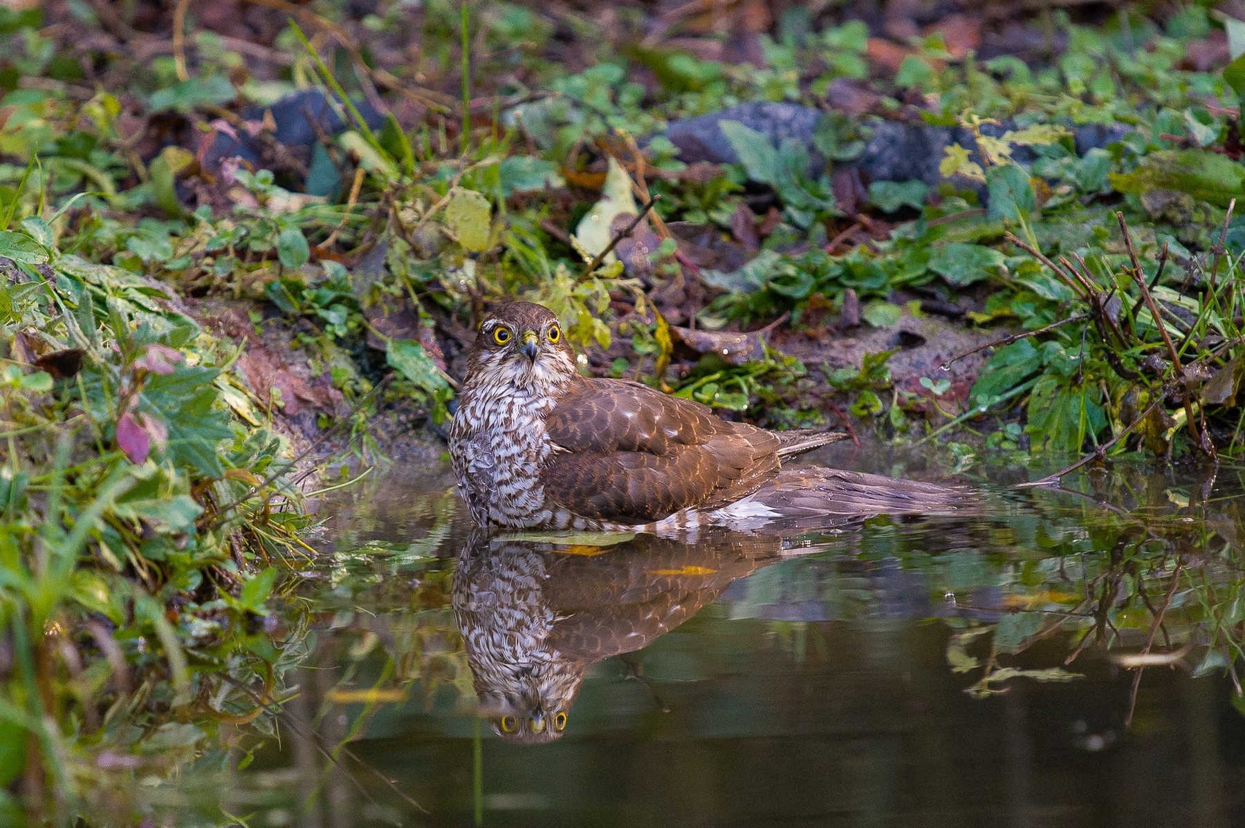 sparviere femmina al bagno