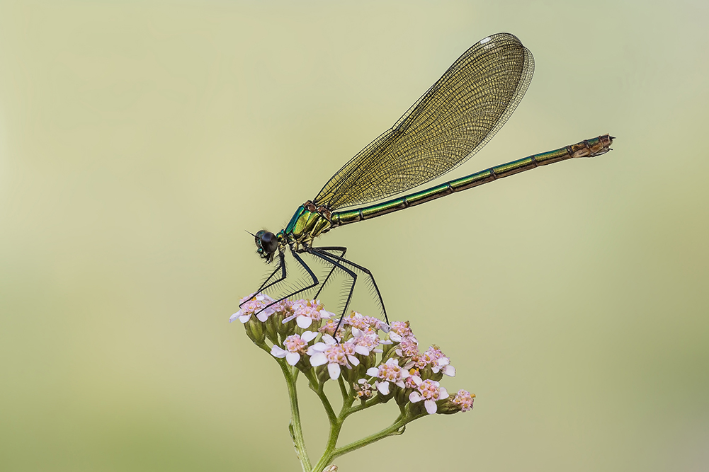 Calopteryx splendens