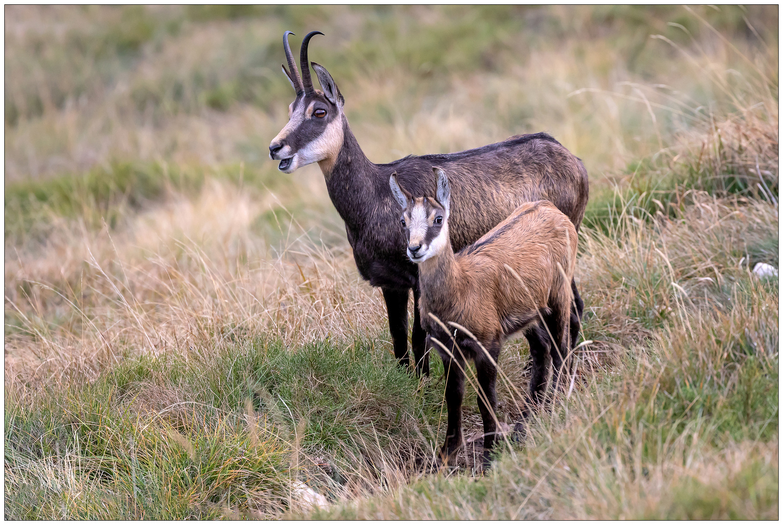 Spero di rivederli...