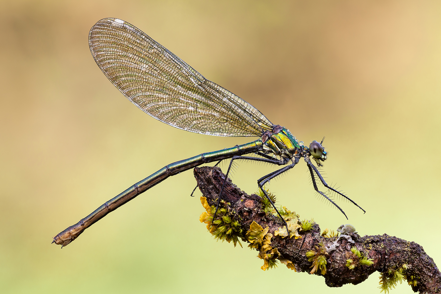 Calopteryx splendens