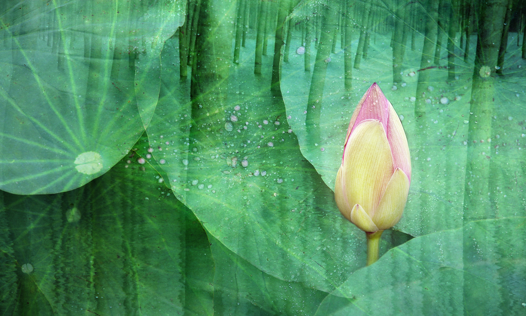 atmosfere mantovane...