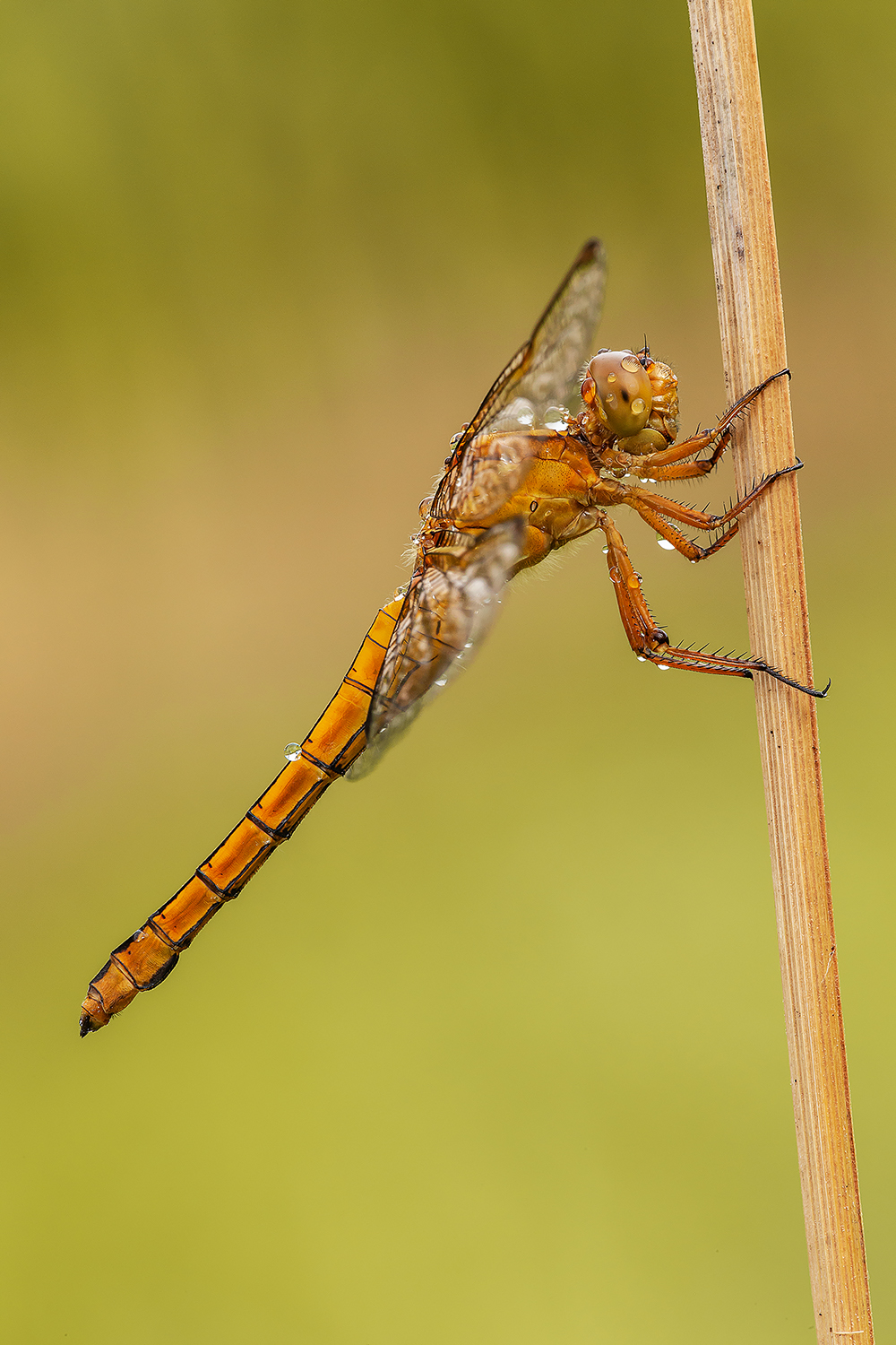 Orthetrum coerulescens