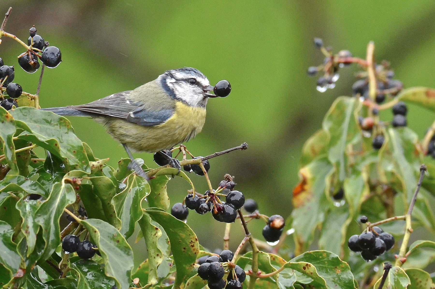 Cinciarella con bacca