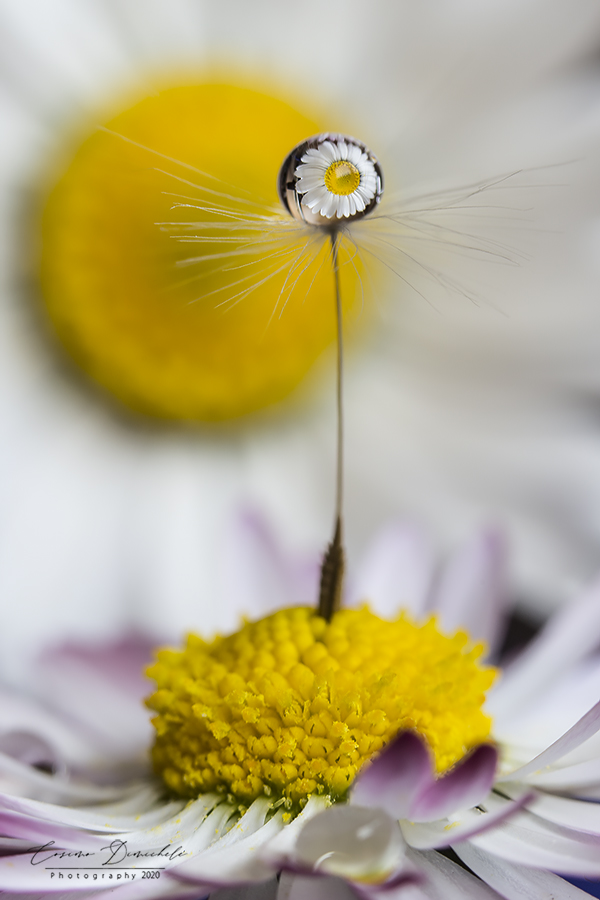 Riflessi di Primavera.... in quarantena!!!