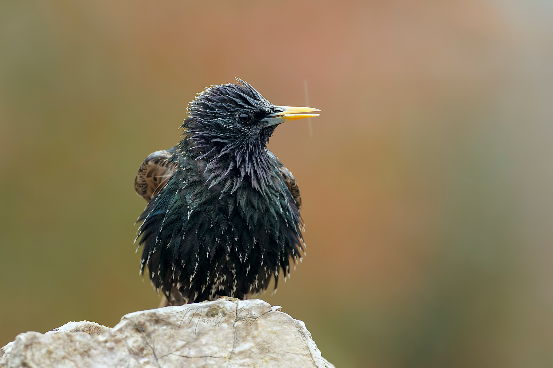 Storno bagnato....storno fortunato