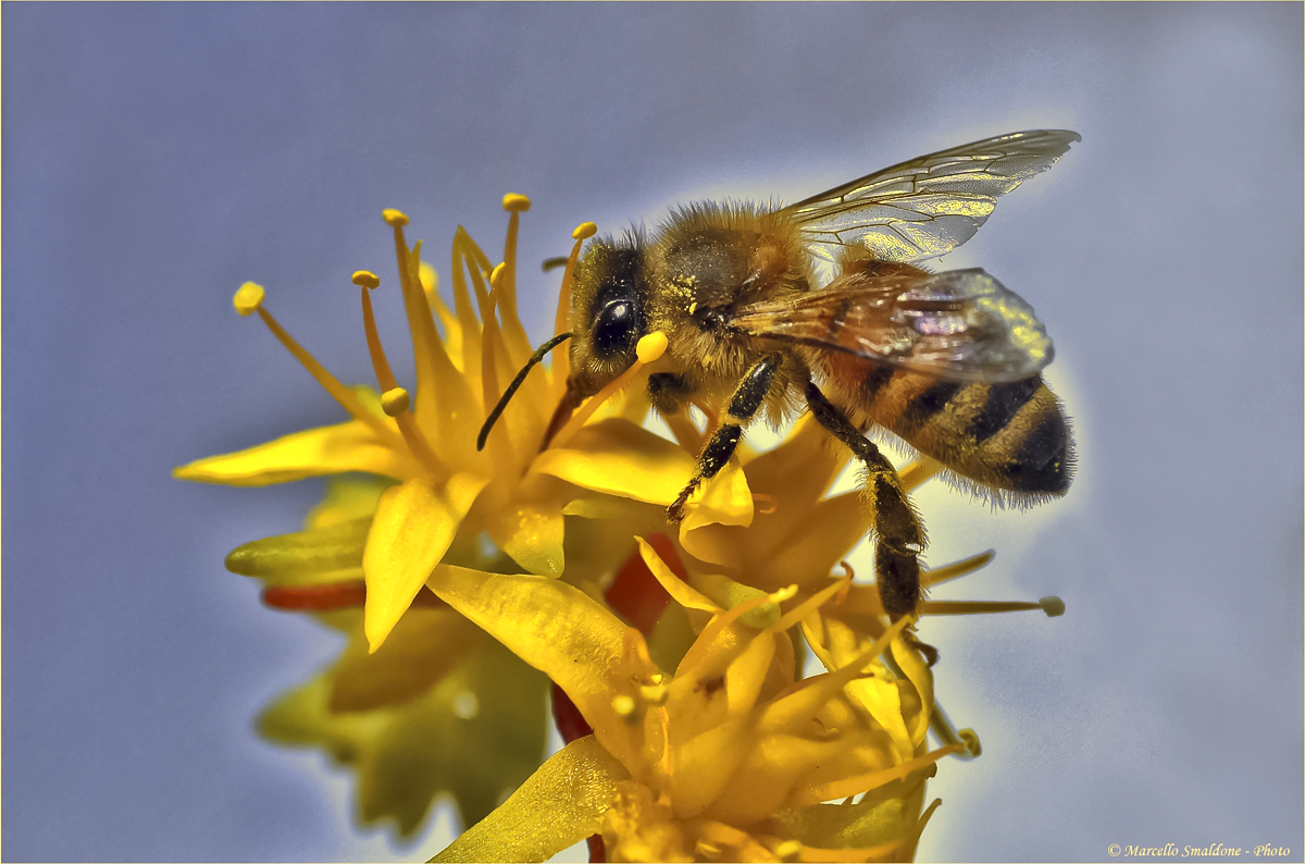 Sedum palmeri riceve ospite..