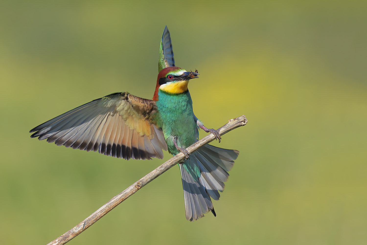 Gruccione in arrivo_DSC0309