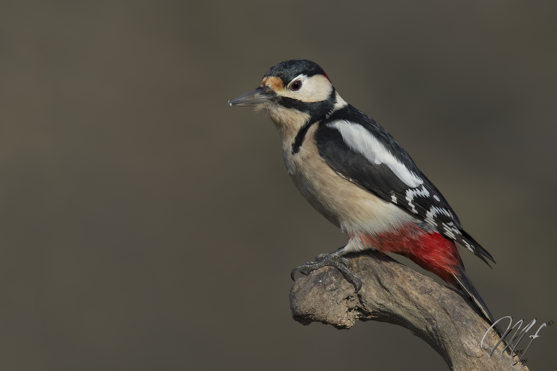 Picchio rosso maggiore