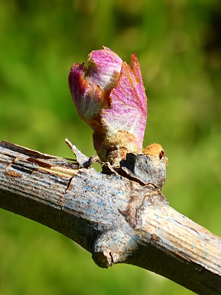 *** Mi raccomando non trascurare la vigna. ***