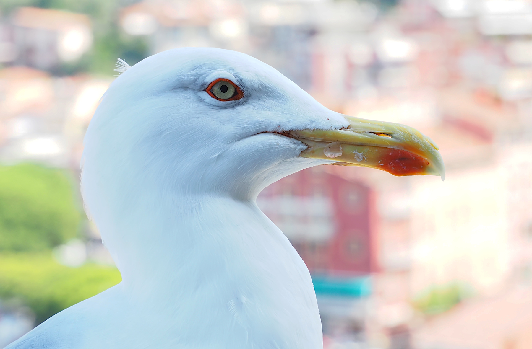Ritratto di gabbiano