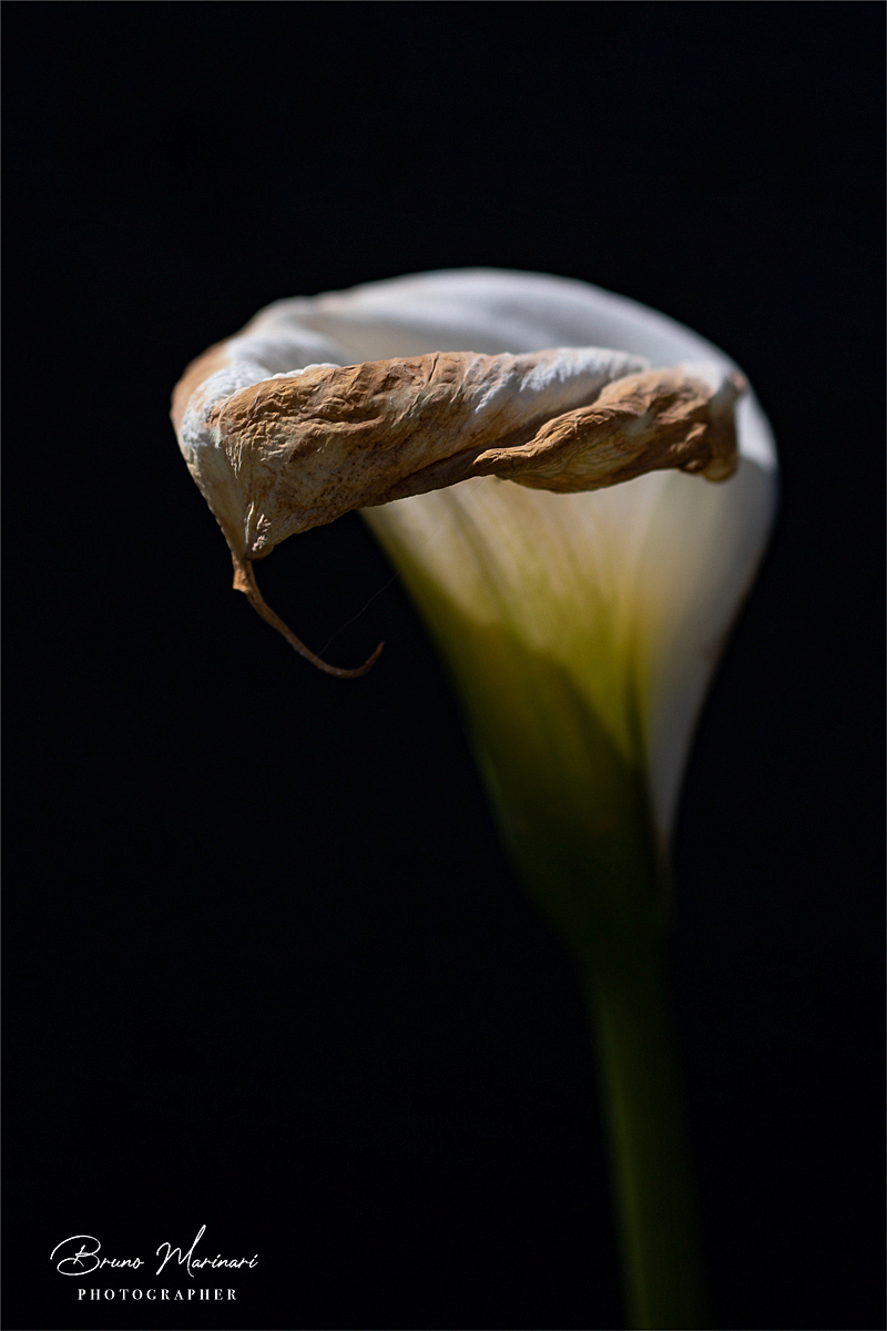 Delicatamente la fine