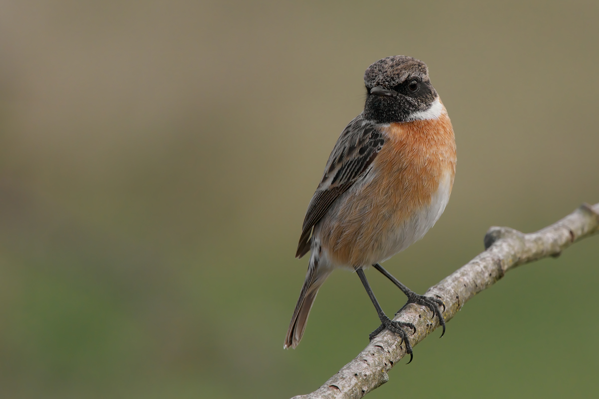 Saltimpalo (Saxixola rubicola)