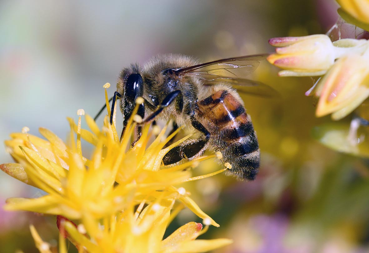 Pomeriggio in giardino ai tempi del Coronavirus