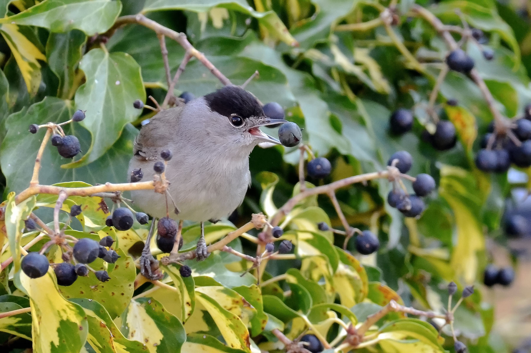 Capinera in alimentazione
