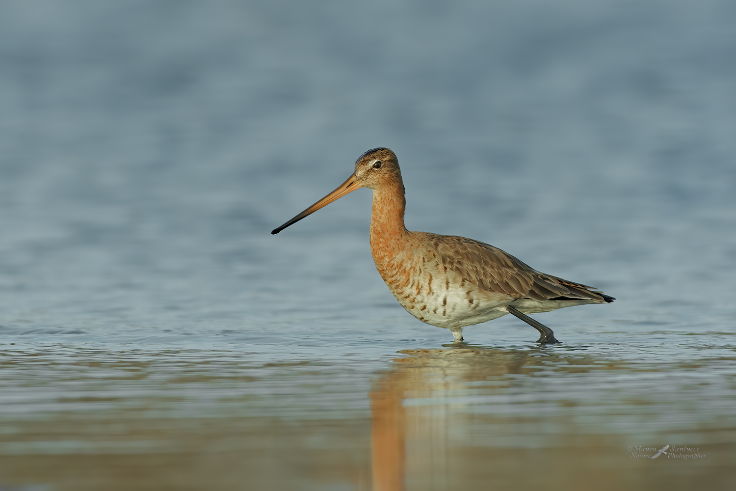 Pittima-reale_DSC0482