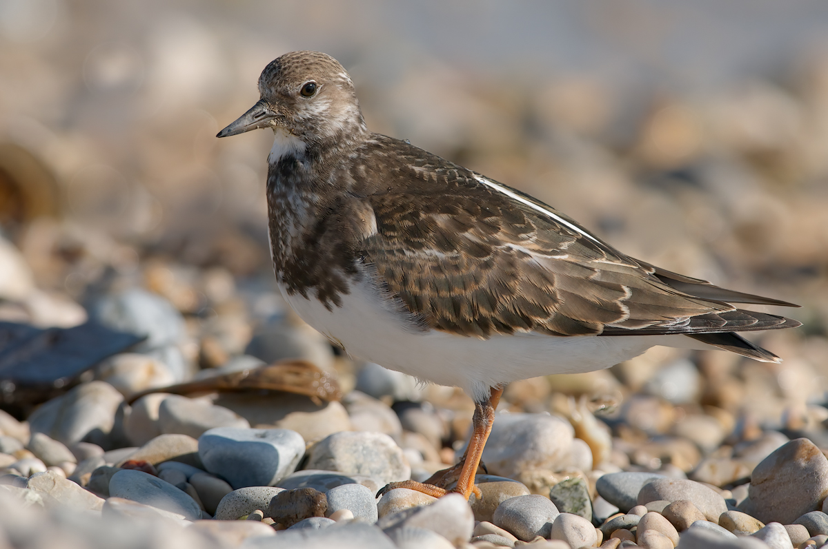 Voltapietre (Arenaria interpres)