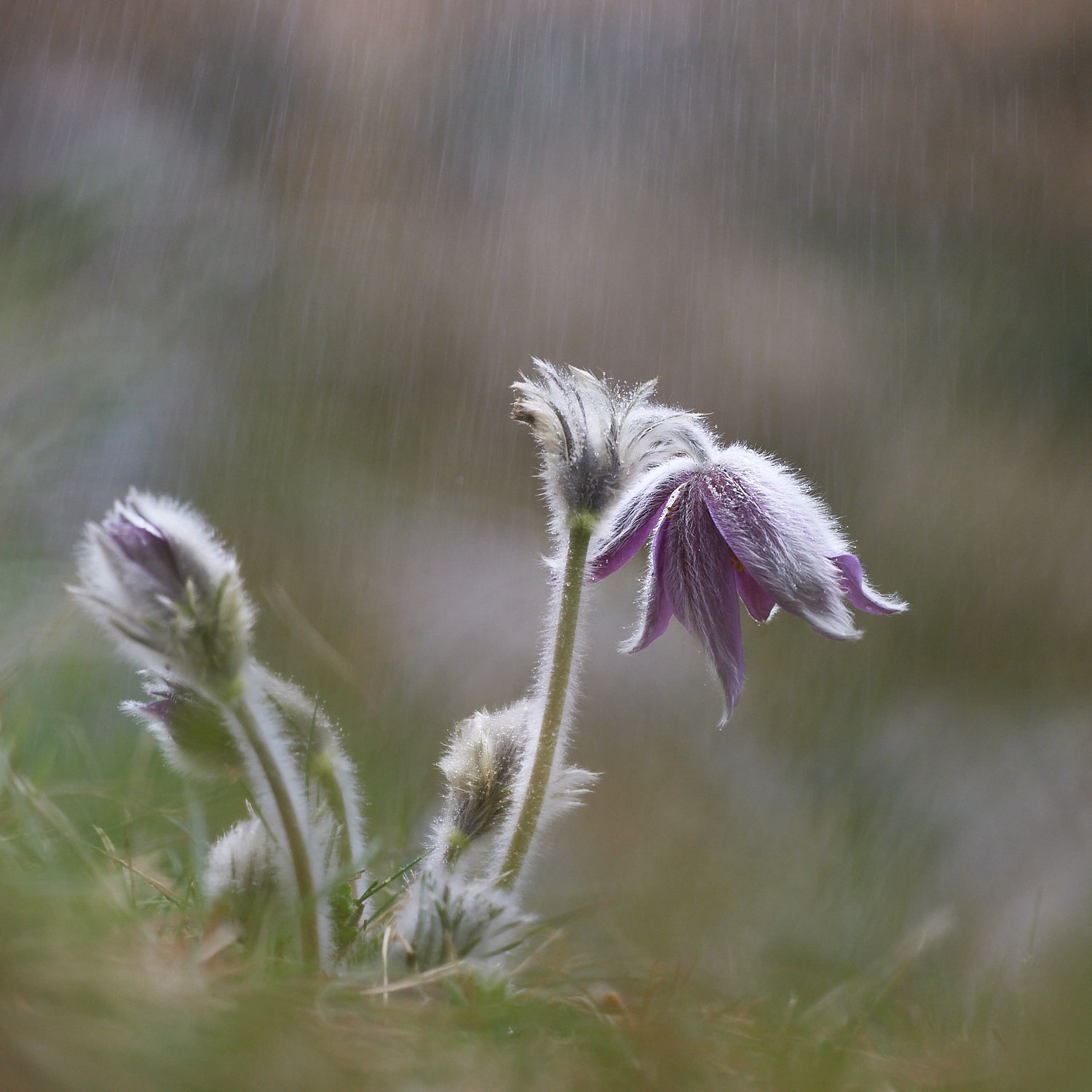 Pulsatilla