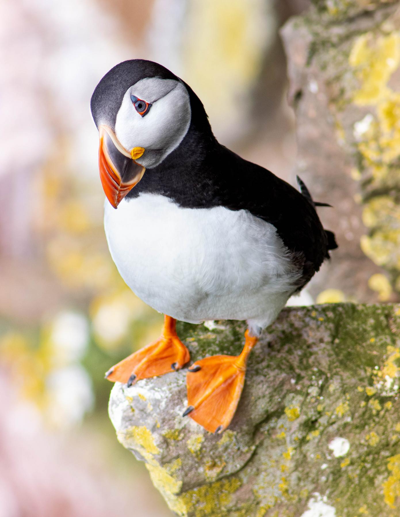 Puffin