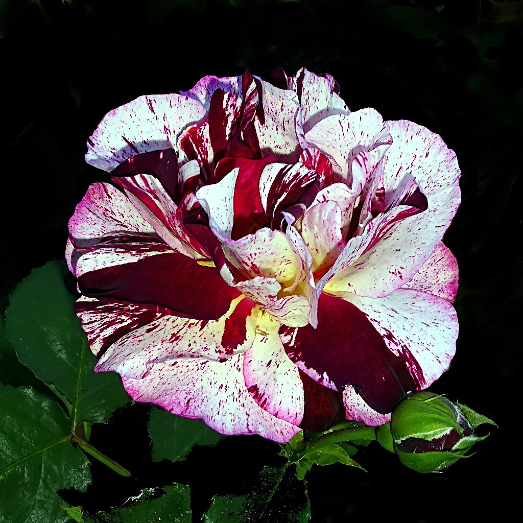 *** Non � rosa ***