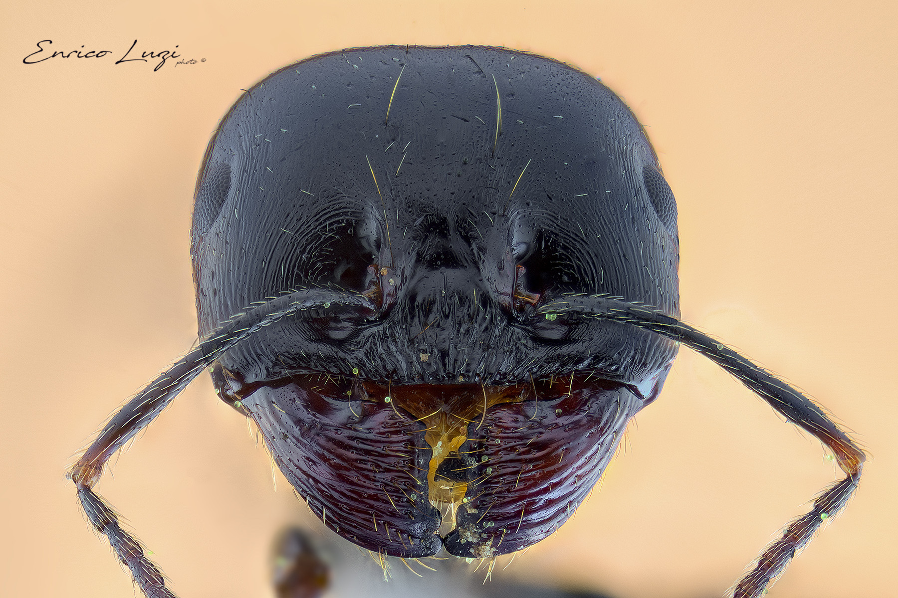 Black Ant