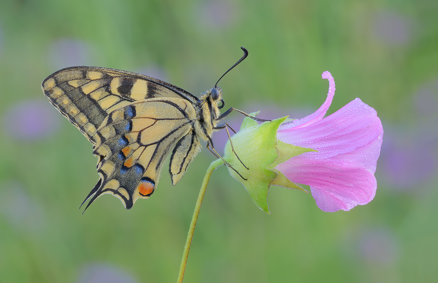 Il fiore e la farfalla